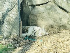 -北京野生动物园