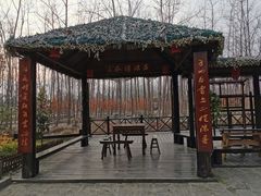 -合肥滨湖国家森林公园