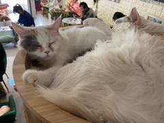 -平行世界·猫咖(首经贸店)