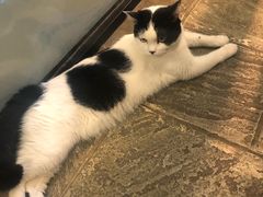 -猫咪博物馆(顶澳仔猫街店)