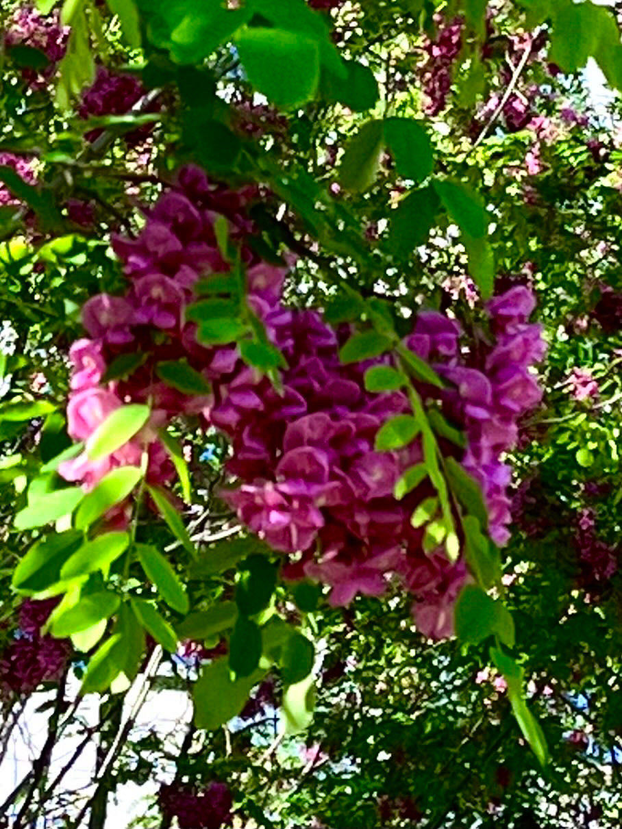 惠水湾森林公园