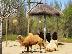 -北京野生动物园