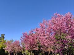 -崇圣寺三塔文化旅游区