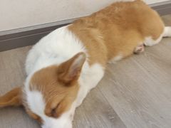 -浣熊柯尔鸭土拨鼠·电玩咖
