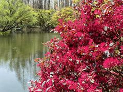 -上海共青森林公园