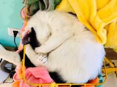 -猫在这儿猫咪咖啡馆·撸猫馆