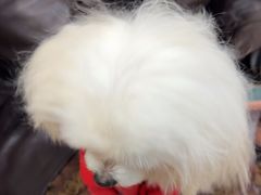 -安琪娜动物医院•健康管理•骨科•急重症诊疗中心