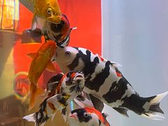-秤砣砣·湖南粉面馆(青年路店)