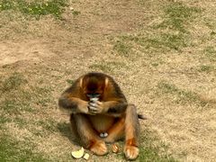 -西霞口神雕山野生动物世界