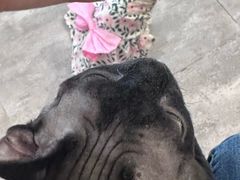 -楼上猫咖(罗湖店)
