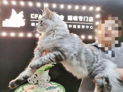 -十年猫舍·猫咪专门店(普陀店)