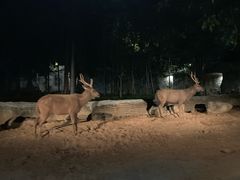 -清迈夜间动物园