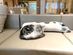 -猫腻·猫咖·撸猫馆(星光大道店)