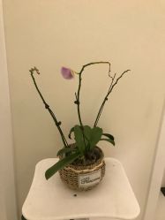 点击看大图 -海涛医疗美容·面部抗衰·注射美鼻