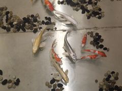 -山东政协大厦维景大酒店