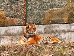 -栾川竹海野生动物园