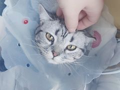 -宠爱国际动物医院·消化内科·心肾内科·ISFM猫友好(望京店)