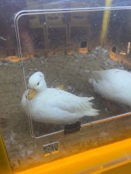 -神奇动物撸宠馆·羊驼·小浣熊·异宠(豫园店)