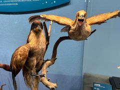 -国家自然博物馆