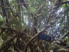 -海南霸王岭国家森林公园