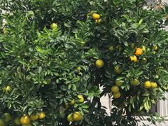 -古德寺素菜馆