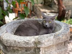 -喵屿·大理花园猫咖