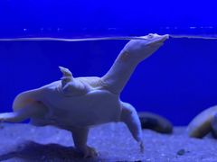 -上海海洋水族馆