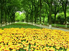 -上海鲜花港