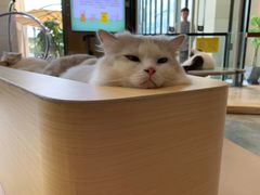 -瞄一喵猫咖(格力海岸店)