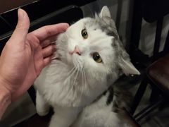 -Mr.Fox狐狸先生超级密室(南山店)