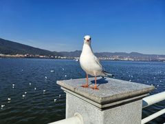 -海埂大坝