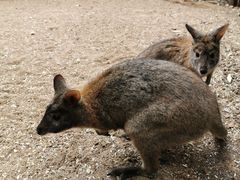 -费瑟代尔野生动物园