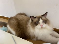 -1013 PET SHOP精品宠物商店(丁香店)