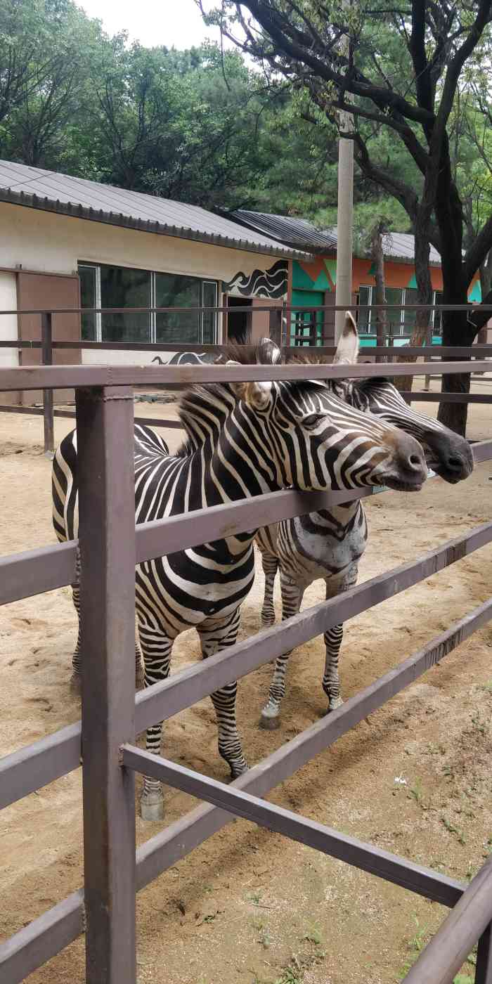 鞍山动物园-"元旦跨年那几天带孩子去了全家三口人去的,.