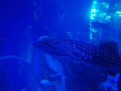 -成都浩海立方海洋公园