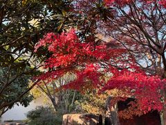 -尚湖风景区