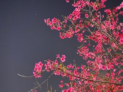 -映月湖公园