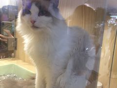 -屋虎猫馆(宝安大仟里店)