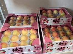 -南汇新场正宗水蜜桃采摘