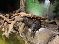 -正佳雨林生态植物园
