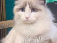 -猫十亿·布偶金渐层·曼基康矮脚猫舍(青年路店)