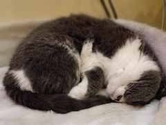 -滚猫咖啡·猫咖·猫友好撸猫(未来城店)