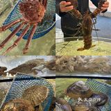 阿那亚｜海鲜餐厅好吃🦞好拍谁能不爱！