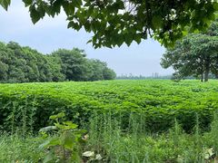 -汉长安城未央宫国家考古遗址公园