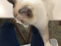 布偶猫-喵匠猫主题咖啡(凯德和平广场店)