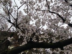 -鸡鸣寺