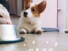 -浣熊柯尔鸭土拨鼠·电玩咖