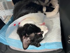 -天使宠物医院·犬猫分诊(彩虹店)