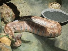 -广州长隆野生动物世界