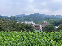 -阿巧茶庄